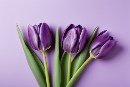 Three purple tulips on a purple backgroundの素材
