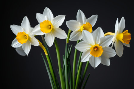 White daffodil close upの素材