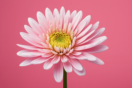 Pink Dahlia Close upの素材