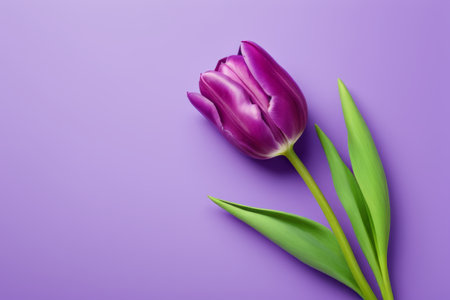 Single tulip on purple backgroundの素材