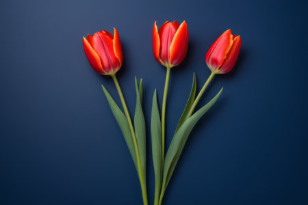 Three red tulips on a blue backgroundの素材