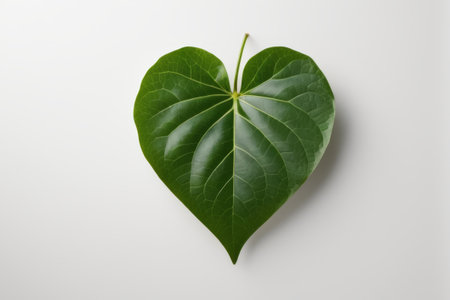 Close up of heart shaped green plant leavesの素材