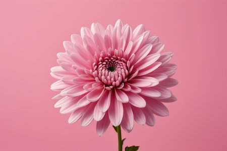 Pink Dahlia Close upの素材