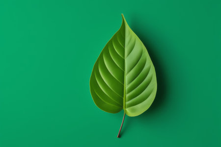Single green leaf material on green backgroundの素材