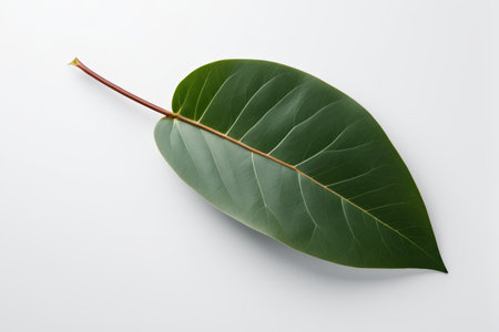 Green single leaf close up materialの素材