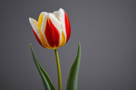 Close up of red, yellow and white tulipの素材