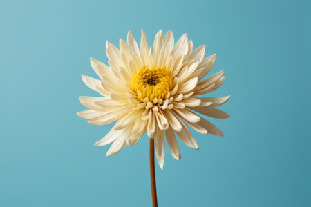Single white chrysanthemum on a blue backgroundの素材