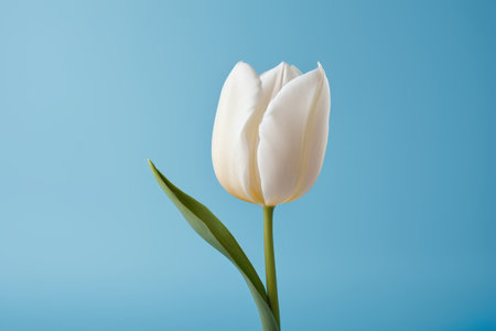 Close up of white tulip on blue backgroundの素材