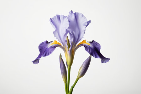 Close up of purple irisの素材