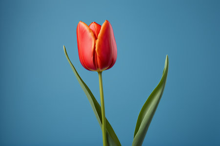 Close up of red tulipsの素材