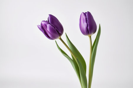 Close up of purple tulip flowersの素材