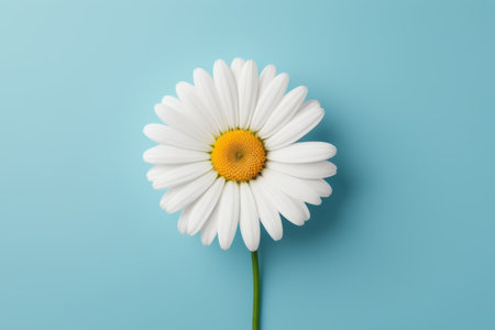 Close up of white daisies on blue backgroundの素材
