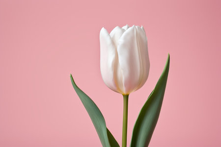 Close up of white tulips on pink backgroundの素材
