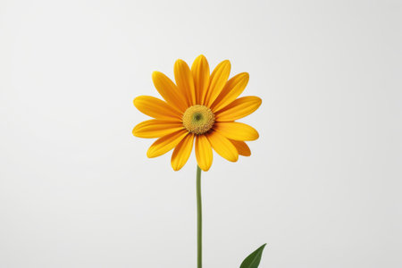 Close up of single branched yellow flowersの素材