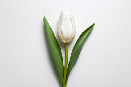 Close up of white tulipsの素材
