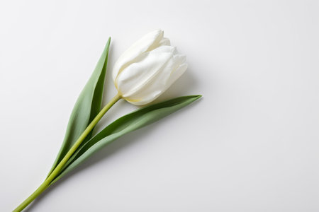 Close up of white tulipsの素材