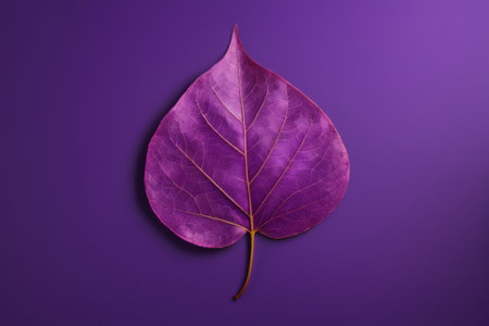 Single leaf on purple backgroundの素材