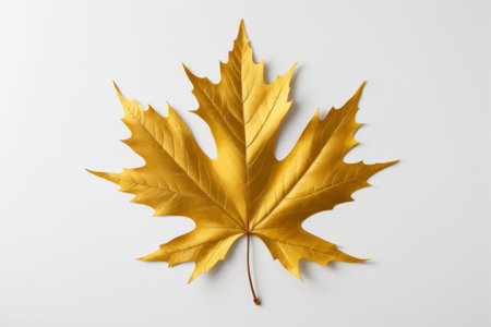 Yellow Maple Leaf Close up Materialの素材
