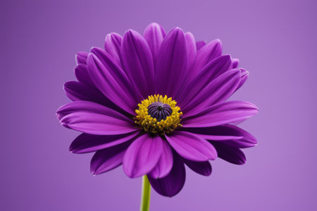 Close up of purple flowersの素材