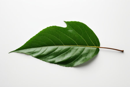 Close up of a green single bladeの素材