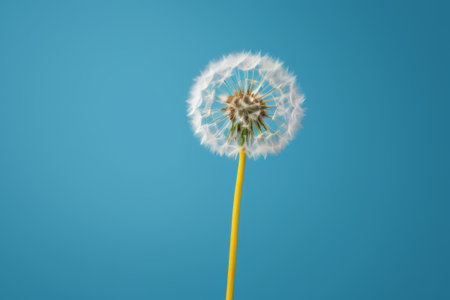 Close up of dandelion against a blue backgroundの素材