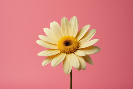 Close up of yellow daisies on pink backgroundの素材