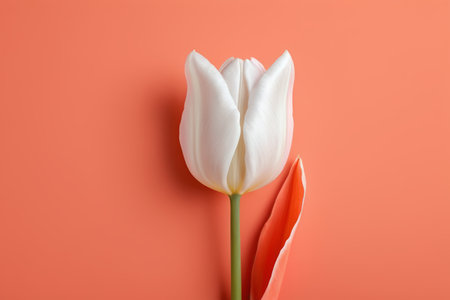 White tulips on orange backgroundの素材