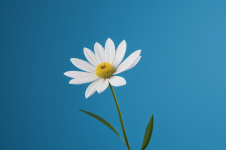 Close up of white daisies on a blue backgroundの素材