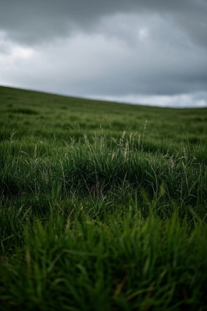Green grass and gloomy sky on the grasslandの素材