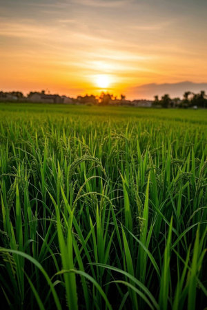 Green rice field landscape at sunsetの素材