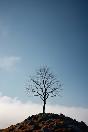 Lonely trees on the top of the mountain and blue sky and white cloudsの素材