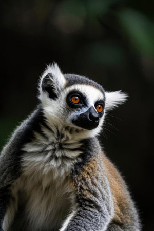Close up of the ring tailed lemurの素材