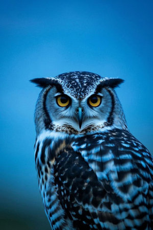 Owl Close upの素材