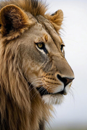 Close up of a lion's headの素材