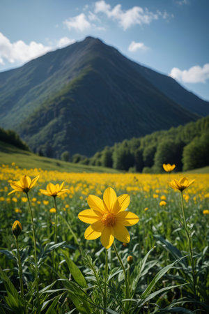 Mountain yellow flower sea natural sceneryの素材
