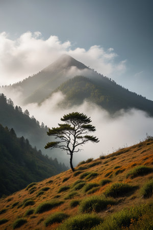 Lonely trees in the mountains, shrouded in mistの素材