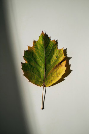 Single autumn leaf close upの素材