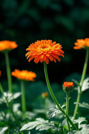 Close up of orange flowersの素材