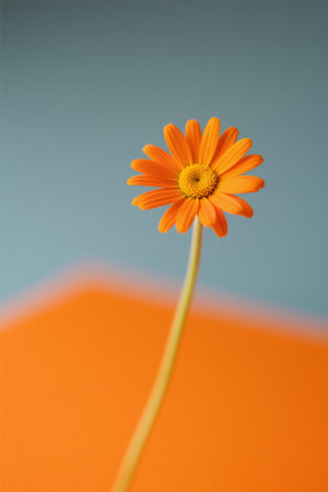Close up of the orange flowerの素材