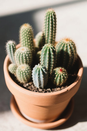 Multiple cacti growing in flower potsの素材