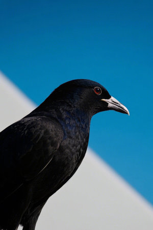 Close-up of the black birdの素材