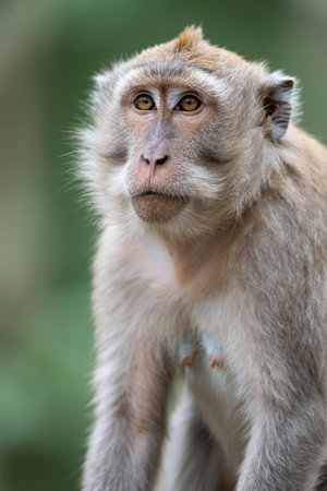 Close-up of monkeyの素材