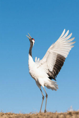 Red-crowned crane spreads its wings and raises its headの素材