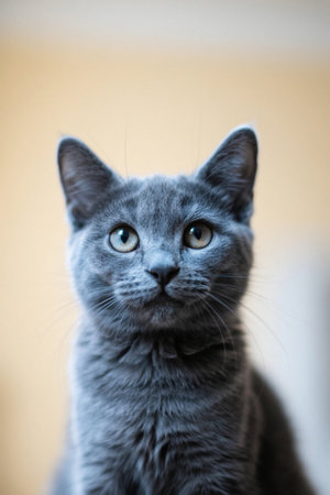 Close-up of a gray catの素材