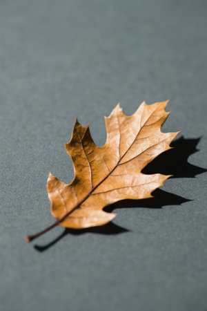 Dead yellow leaves on a gray backgroundの素材