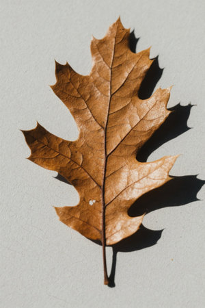 Close-up footage of brown dead leavesの素材