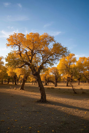 Poplar Forest Autumn Natural Sceneryの素材