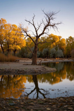 Autumn scenery of the poplar forest by the waterの素材