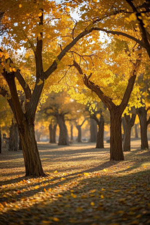 Beautiful scenery of golden leaves in autumn woodsの素材