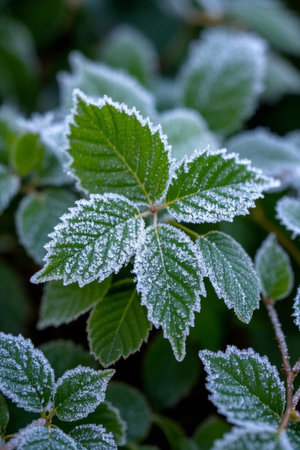 Macro close up of frosted green leavesの素材